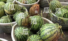 吃瓜娱乐头像,揭秘吃瓜娱乐头像背后的趣味世界