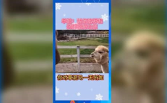 娱乐吃瓜鼠,揭秘娱乐圈那些不为人知的幕后故事