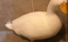 娱乐吃瓜鸭鸭鸭视频,鸭鸭鸭鸭视频带你领略娱乐圈新鲜事