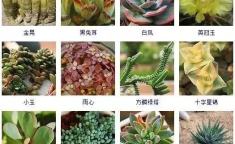 多肉植物网站,养护指南与品种鉴赏