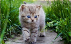 娱乐吃瓜酱营业的猫,揭秘吃瓜酱营业的猫界风云