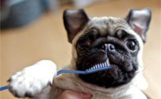 娱乐吃瓜酱小孩扇狗狗嘴巴子,娱乐吃瓜酱见证温馨一幕