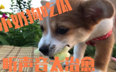 娱乐吃瓜酱送小狗视频大全,萌宠小狗视频大全，萌化你的心！